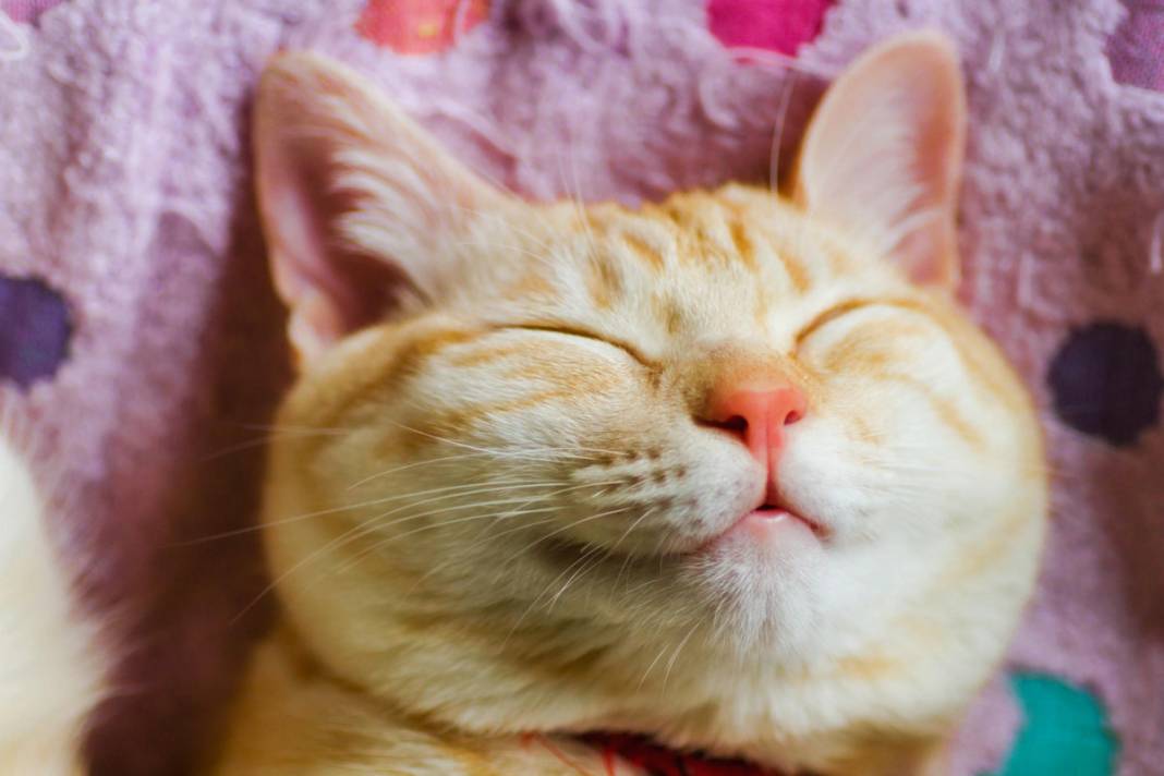 Kedinizin mutlu olduğunu gösteren 6 işaret 26